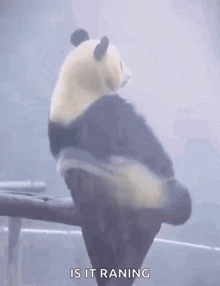 a panda bear is standing on a railing and says is it raining