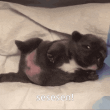 a puppy is laying on its back on a bed with the words sesesen written below it
