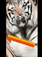 a picture of two tigers with the words " assalamualaikum " written in orange