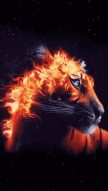 Tiger On On Fire GIF