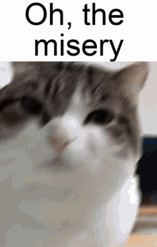 Oh The Misery Oh The Misery Everybody Wants To Be My Enemy GIF - Oh The Misery Oh The Misery Everybody Wants To Be My Enemy Enemy Cat GIFs