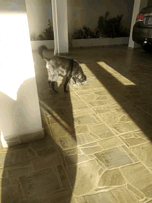 a shadow of a dog is cast on a tiled floor in front of a car