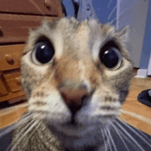 a close up of a cat 's face with large eyes