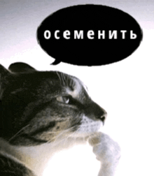 a cat is thinking with a speech bubble above it that says " osemeht "