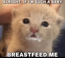 a kitten with milk on its face is being held by a person and says breastfeed me