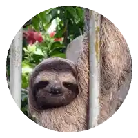 a sloth is hanging from a metal fence and looking at the camera
