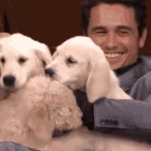 Jamesfranco Puppies GIF - Jamesfranco Puppies Puppy GIFs