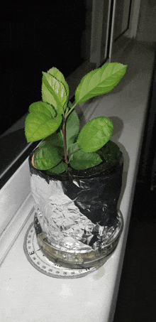 a small plant is wrapped in aluminum foil and water on a window sill