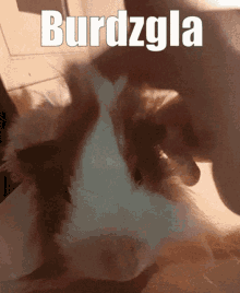 Burdzgla Guinea Pig GIF - Burdzgla Guinea Pig Pet GIFs