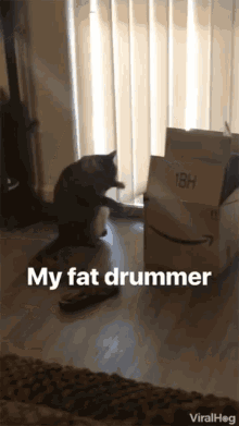 Viralhog Fatdrummer GIF - Viralhog Fatdrummer Cat GIFs