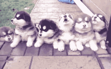Yavru Köpek GIF - Husky Dog Dogs GIFs
