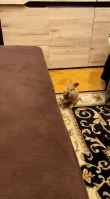 rabbit jump jump luna