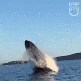 Whale Sighting Happily GIF - Whale Sighting Happily Surprising Scene GIFs