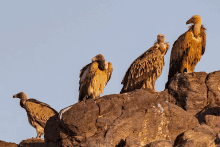 Twitter Vultures GIF
