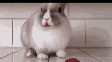 Hungry Rabbit GIF - Hungry Rabbit GIFs
