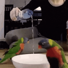 a woman is pouring water into a bowl of parrots