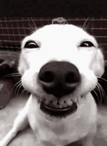Yes Funny Animals GIF - Yes Funny Animals Cute GIFs