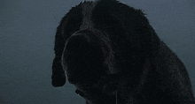 Cujo Dog GIF - Cujo Dog Rabies GIFs