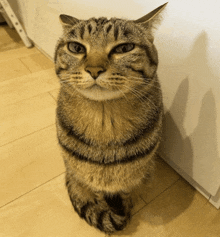 a cat sitting on a wooden floor looking up at the camera