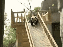 Panda Slide GIF - Panda Slide Wee GIFs