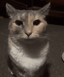 a close up of a cat 's face looking up at the camera