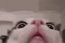Curious Cat Lol GIF - Curious Cat Lol GIFs