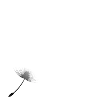 a dandelion seed is blowing in the wind against a white background .