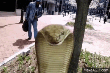 Cobra Snake GIF - Cobra Snake Bite GIFs