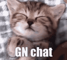 Freezai Cat GIF - Freezai Cat Gn GIFs