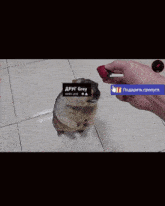 a person is feeding a squirrel a strawberry and the squirrel has a tag that says grey on it