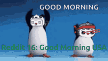 Reddit16 Penguin GIF