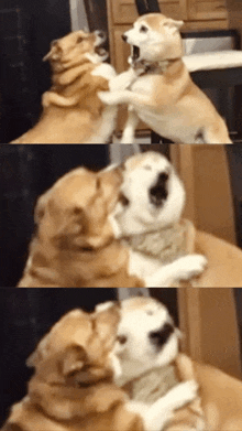 Reunited Reunited Dogs GIF - Reunited Reunited Dogs Long Time No See GIFs