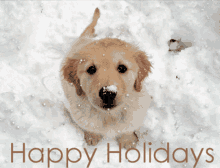 So Cute Happy Holidays GIF - So Cute Happy Holidays Puppy GIFs