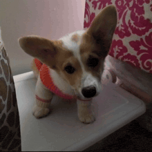 a small brown and white dog wearing a pink sweater and socks