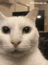 a white cat is looking at the camera with pixverse.ai written in the corner