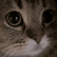 Meow Cat GIF - Meow Cat GIFs