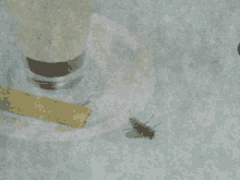 Odd Fly Near A Capuccino Coffee Fly And Coffee GIF - Odd Fly Near A Capuccino Coffee Fly And Coffee GIFs