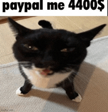 Bglamours Paypal Me 4400 Dollars GIF
