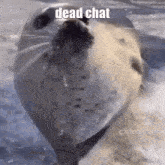 a seal is standing in the snow with its mouth open and the words `` dead chat '' written above it .