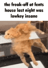 Fentcord Fentcordia GIF