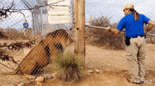 Viralhog Lion GIF - Viralhog Lion Angry GIFs