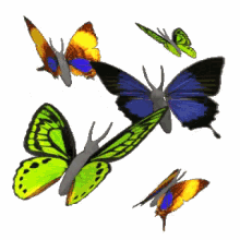 Animated Gif Butterfly Flying GIFs | Tenor