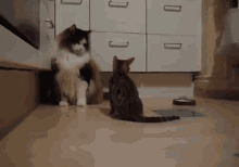 Tacking Your Big Problems Like GIF - Tackle Play Kitten GIFs