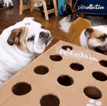 Eating The Pet Collective GIF - Eating The Pet Collective Feeding GIFs