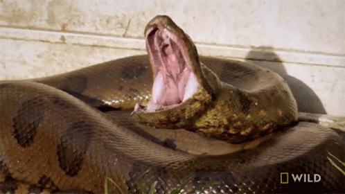 yawning-monster-snakes.gif
