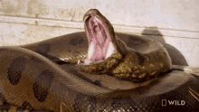 yawning monster snakes big snake slytherin slithering