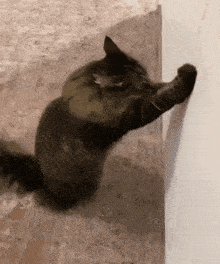 a black cat is playing with a mouse on a wall