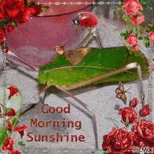 a ladybug is sitting on a green leaf with the words good morning sunshine on the bottom