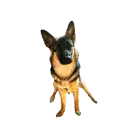 a german shepherd dog is standing on its hind legs