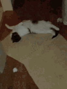 Cade Cat GIF - Cade Cat Cat Yawn GIFs